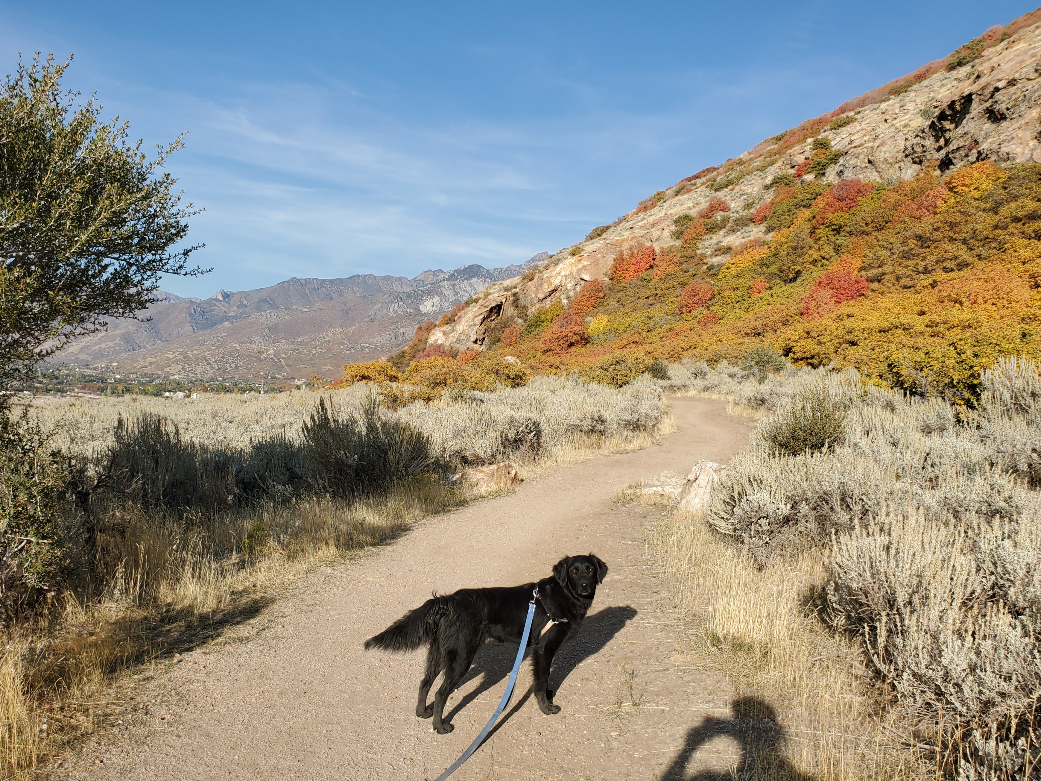 Leia on a trail